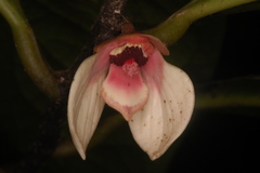 Goniothalamus wynaadensis